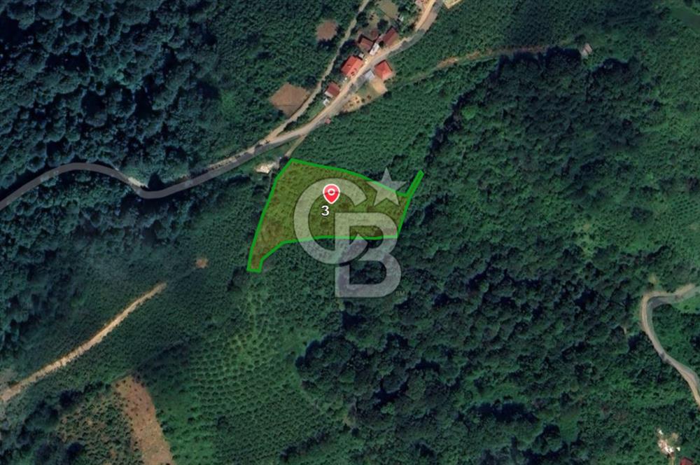 COLDWELL BANKER VONA MUSTAFA ŞEN'DEN SATILIK FINDIK BAHÇESİ