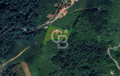 COLDWELL BANKER VONA MUSTAFA ŞEN'DEN SATILIK FINDIK BAHÇESİ