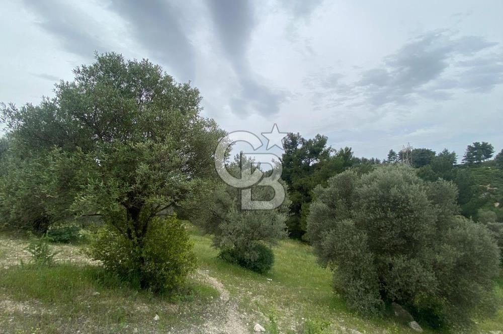 AYDIN SULTANHİSAR' da ESKİHİSAR mah. 7.418m2 SATILIK ZEYTİNLİK