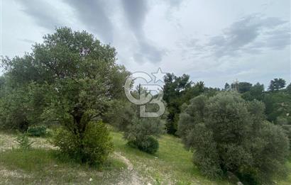 AYDIN SULTANHİSAR' da ESKİHİSAR mah. 7.418m2 SATILIK ZEYTİNLİK