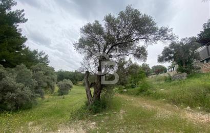 AYDIN SULTANHİSAR' da ESKİHİSAR mah. 7.418m2 SATILIK ZEYTİNLİK