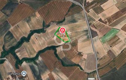 Tekirdağ Saray'da İdeal Konumda 8.750 m² Satılık Verimli Tarla