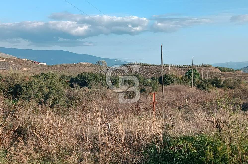 Aydın Çine Saraçlar'da Meralık Yatırım Fırsatı