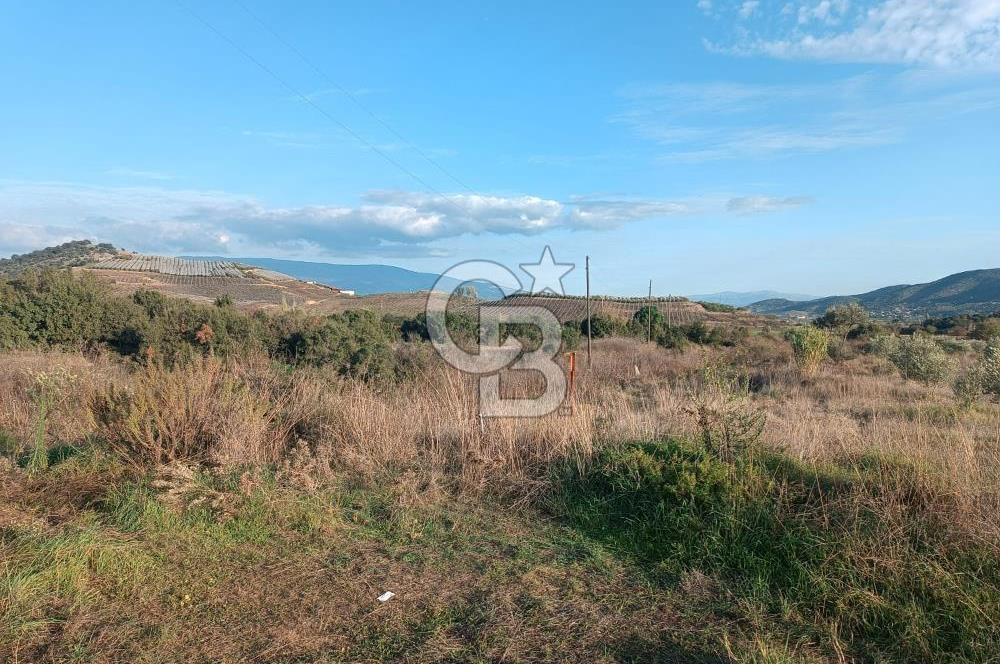 Aydın Çine Saraçlar'da Meralık Yatırım Fırsatı