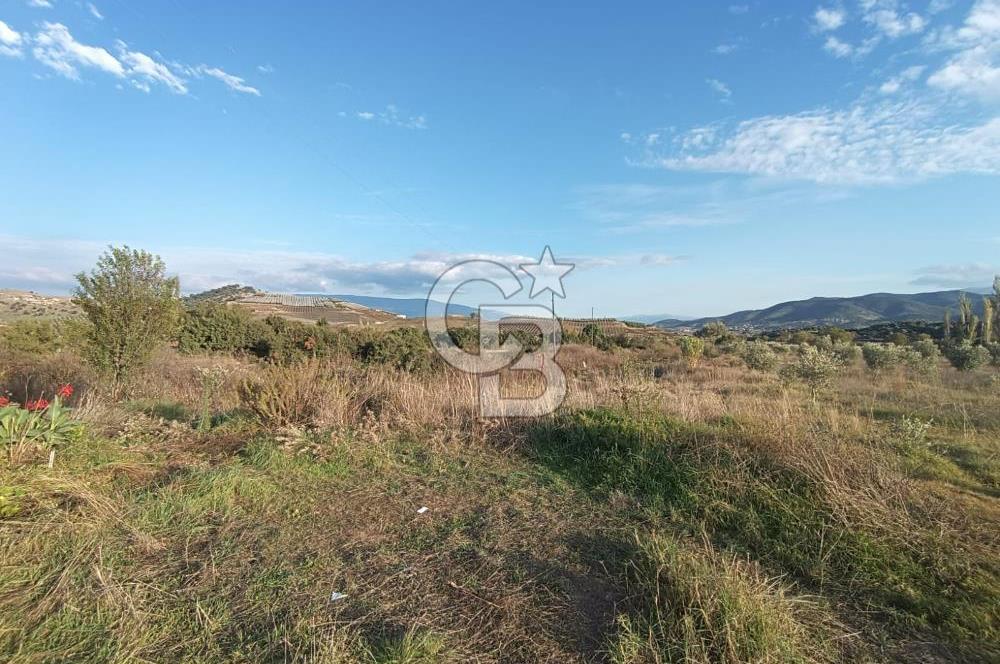 Aydın Çine Saraçlar'da Meralık Yatırım Fırsatı