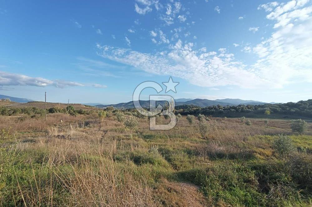 Aydın Çine Saraçlar'da Meralık Yatırım Fırsatı