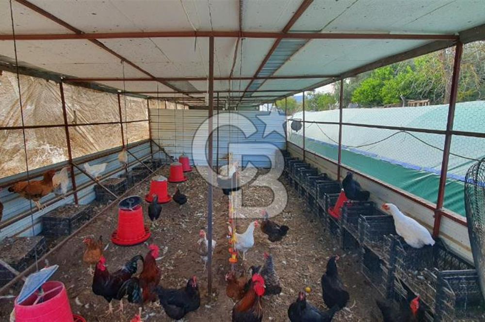 Aydın Çine Saraçlar'da Emsalsiz Konum Kurulu Düzen Ticari Yatırım Fırsatı