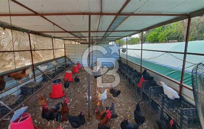 Aydın Çine Saraçlar'da Emsalsiz Konum Kurulu Düzen Ticari Yatırım Fırsatı