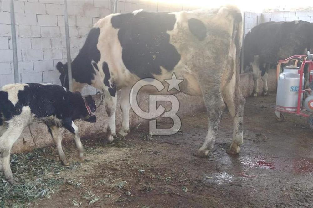 Aydın Çine Saraçlar'da Emsalsiz Konum Kurulu Düzen Ticari Yatırım Fırsatı