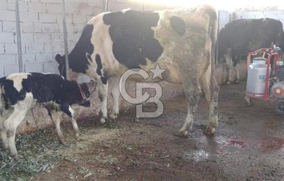 Aydın Çine Saraçlar'da Emsalsiz Konum Kurulu Düzen Ticari Yatırım Fırsatı