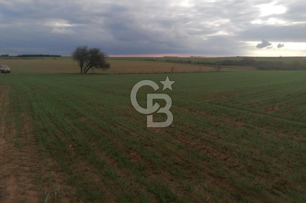 Tekirdağ Saray'da İdeal Konumda 8.750 m² Satılık Verimli Tarla