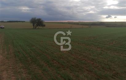 Tekirdağ Saray'da İdeal Konumda 8.750 m² Satılık Verimli Tarla