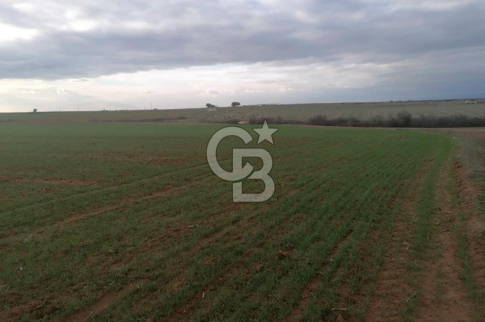 Tekirdağ Saray'da İdeal Konumda 8.750 m² Satılık Verimli Tarla