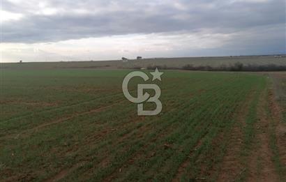 Tekirdağ Saray'da İdeal Konumda 8.750 m² Satılık Verimli Tarla