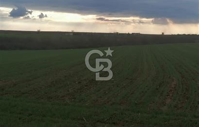 Tekirdağ Saray'da İdeal Konumda 8.750 m² Satılık Verimli Tarla