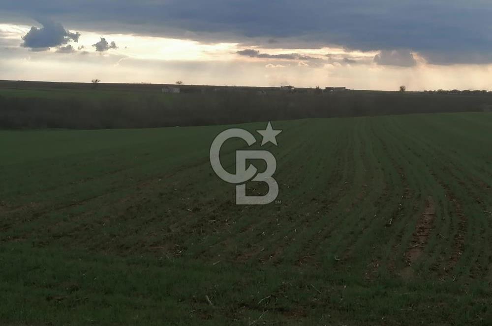 Tekirdağ Saray Kurtderede 10.000 m² Satılık Fırsat Tarla!