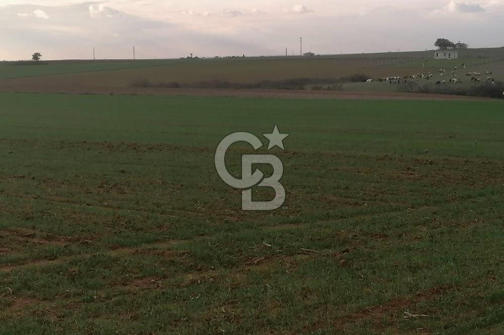 Tekirdağ Saray Kurtderede 10.000 m² Satılık Fırsat Tarla!