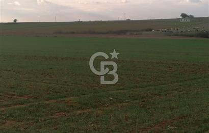 Tekirdağ Saray Kurtderede 10.000 m² Satılık Fırsat Tarla!