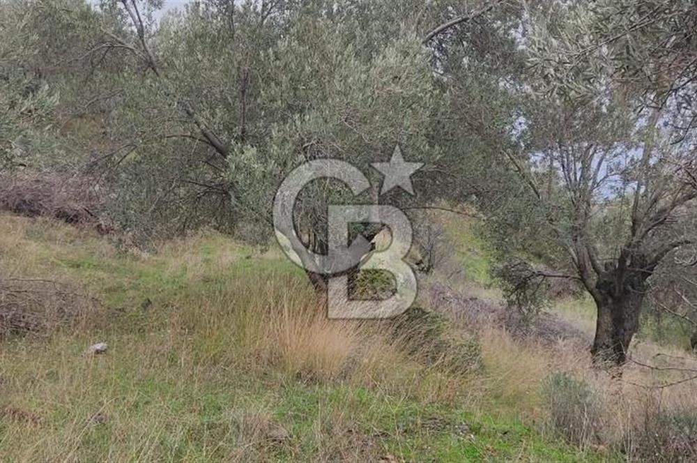 Kazdağları eteklerinde Assos'a komşu deniz manz. geniş zeytinlik