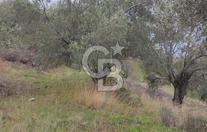 Kazdağları eteklerinde Assos'a komşu deniz manz. geniş zeytinlik