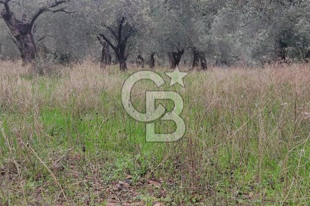 Assos Sahil Rotasında Yatı. Zeytinlik-Turiz. Bölgeleriyle İç İçe