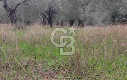 Assos Sahil Rotasında Yatı. Zeytinlik-Turiz. Bölgeleriyle İç İçe