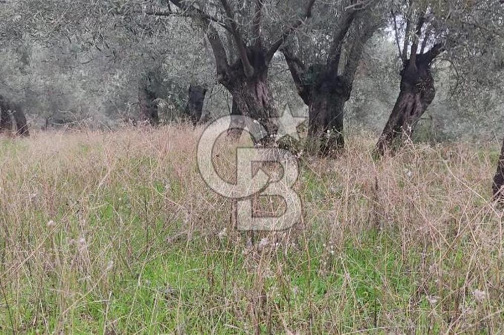 Assos Sahil Rotasında Yatı. Zeytinlik-Turiz. Bölgeleriyle İç İçe