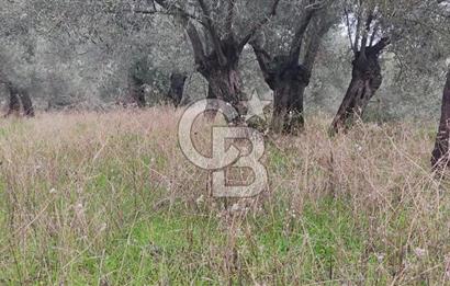 Assos Sahil Rotasında Yatı. Zeytinlik-Turiz. Bölgeleriyle İç İçe