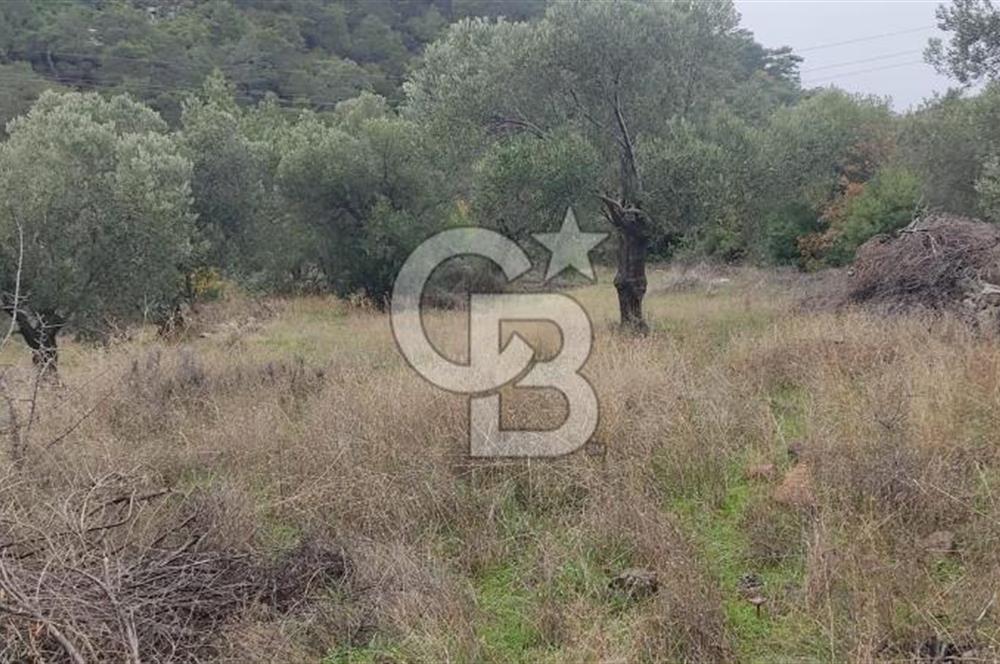 Kazdağları eteklerinde Assos'a komşu deniz manz. geniş zeytinlik