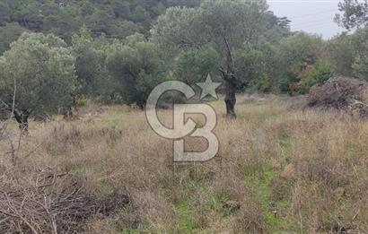 Kazdağları eteklerinde Assos'a komşu deniz manz. geniş zeytinlik