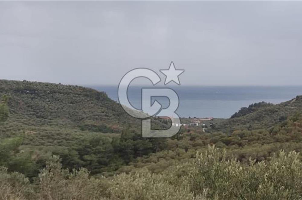 Kazdağları eteklerinde Assos'a komşu deniz manz. geniş zeytinlik
