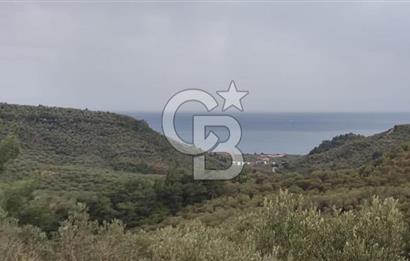 Kazdağları eteklerinde Assos'a komşu deniz manz. geniş zeytinlik