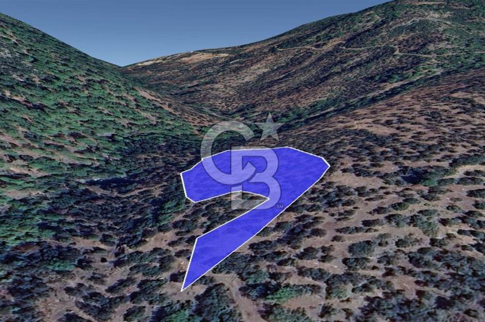 Kazdağları eteklerinde Assos'a komşu deniz manz. geniş zeytinlik