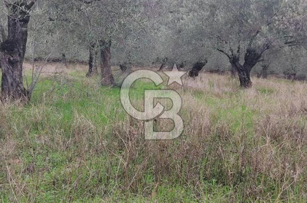 Assos Sahil Rotasında Yatı. Zeytinlik-Turiz. Bölgeleriyle İç İçe