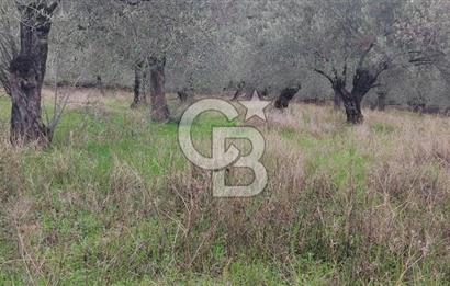 Assos Sahil Rotasında Yatı. Zeytinlik-Turiz. Bölgeleriyle İç İçe