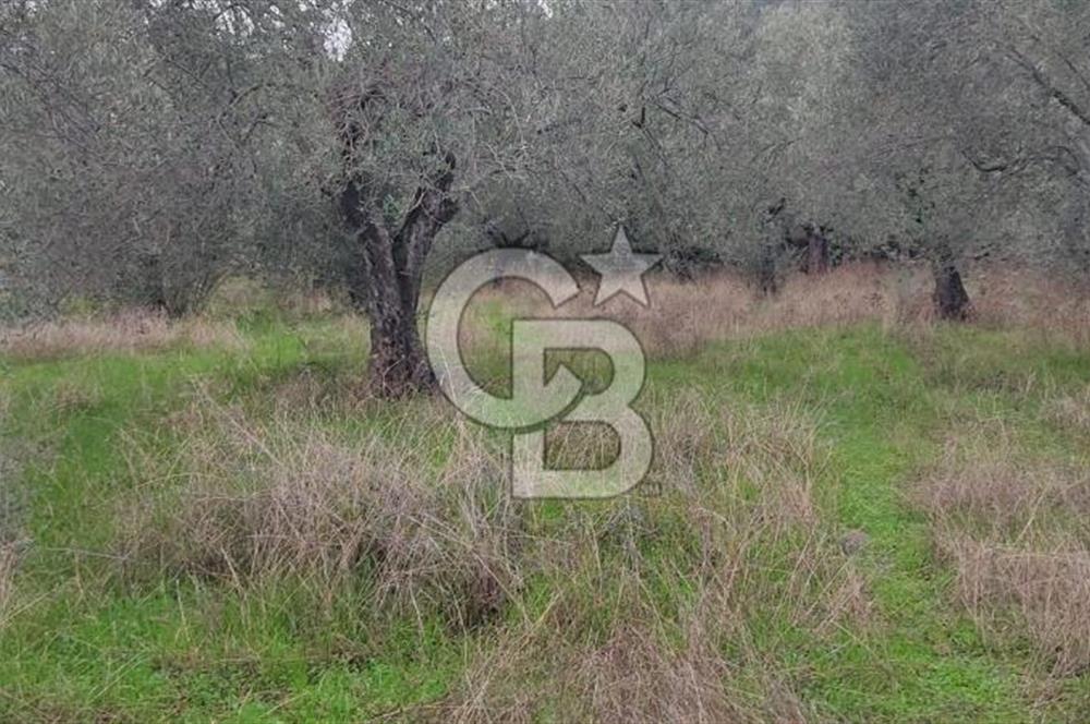 Assos Sahil Rotasında Yatı. Zeytinlik-Turiz. Bölgeleriyle İç İçe