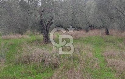 Assos Sahil Rotasında Yatı. Zeytinlik-Turiz. Bölgeleriyle İç İçe