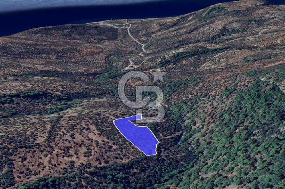 Kazdağları eteklerinde Assos'a komşu deniz manz. geniş zeytinlik