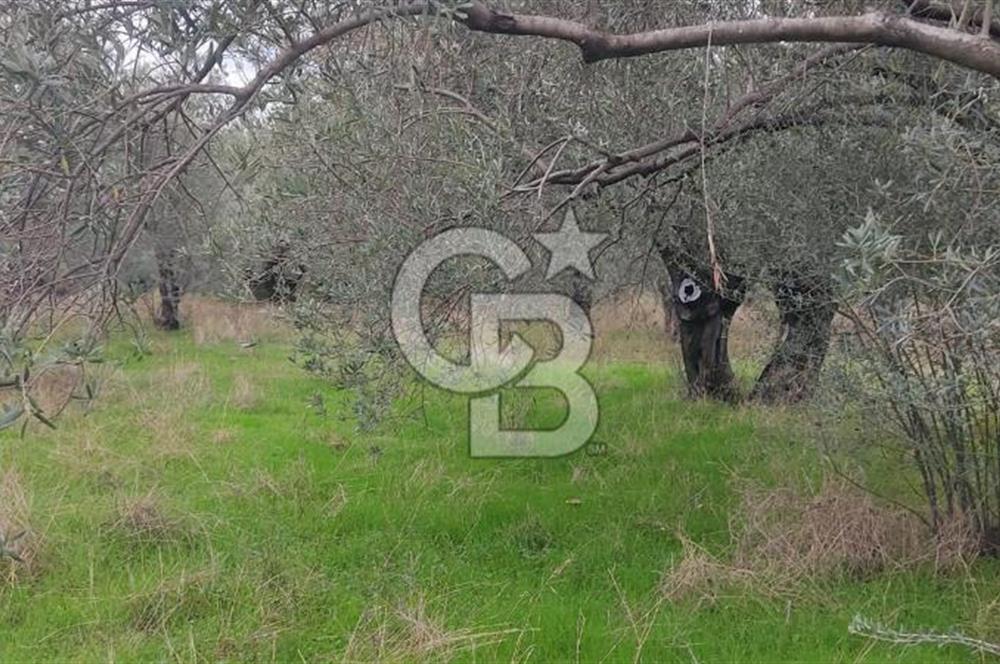 Assos Sahil Rotasında Yatı. Zeytinlik-Turiz. Bölgeleriyle İç İçe