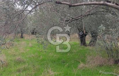 Assos Sahil Rotasında Yatı. Zeytinlik-Turiz. Bölgeleriyle İç İçe