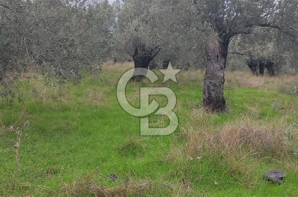 Assos Sahil Rotasında Yatı. Zeytinlik-Turiz. Bölgeleriyle İç İçe