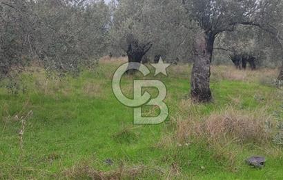 Assos Sahil Rotasında Yatı. Zeytinlik-Turiz. Bölgeleriyle İç İçe