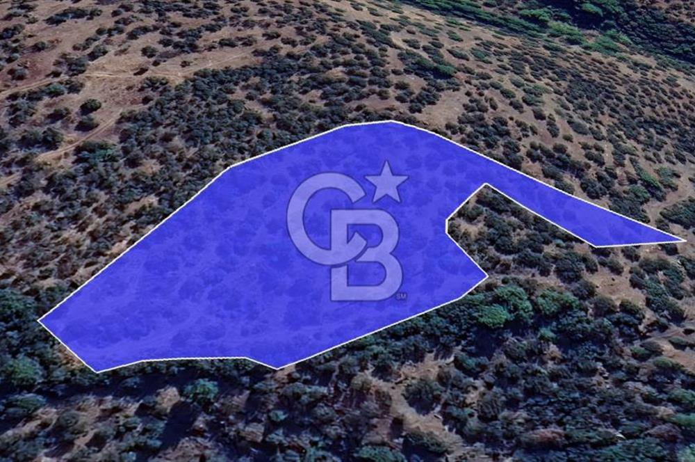 Kazdağları eteklerinde Assos'a komşu deniz manz. geniş zeytinlik