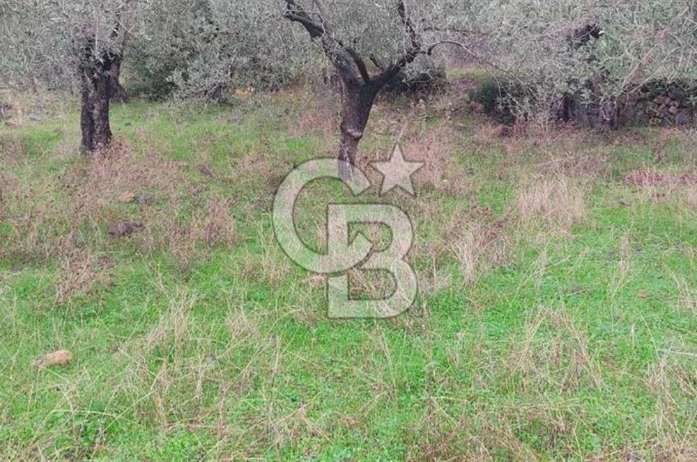 Assos Sahil Rotasında Yatı. Zeytinlik-Turiz. Bölgeleriyle İç İçe