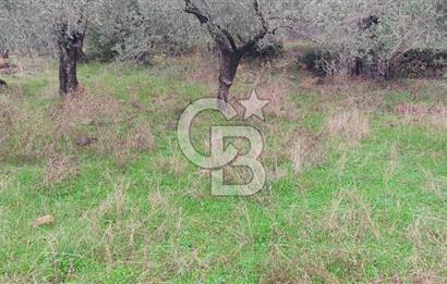 Assos Sahil Rotasında Yatı. Zeytinlik-Turiz. Bölgeleriyle İç İçe