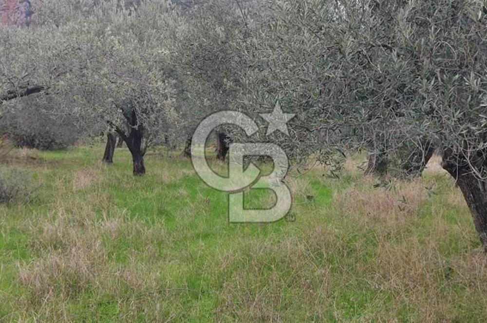 Assos Sahil Rotasında Yatı. Zeytinlik-Turiz. Bölgeleriyle İç İçe