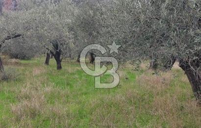 Assos Sahil Rotasında Yatı. Zeytinlik-Turiz. Bölgeleriyle İç İçe