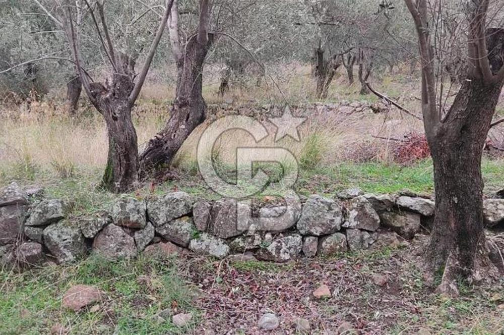 Kazdağları eteklerinde Assos'a komşu deniz manz. geniş zeytinlik