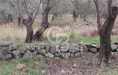 Kazdağları eteklerinde Assos'a komşu deniz manz. geniş zeytinlik