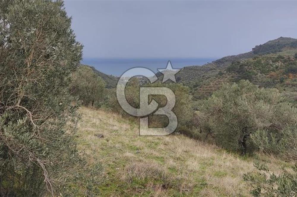 Kazdağları eteklerinde Assos'a komşu deniz manz. geniş zeytinlik